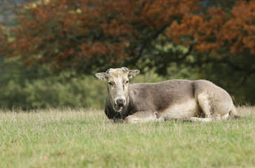 A magnificent Milu Deer, also known as Pére David's, Elaphurus davidianus, resting in a meadow.