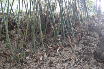 Bamboo tree roots in the forest