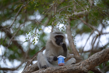 Baboon eating yogurt