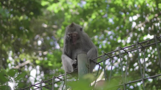 Sad monkey sitting in the Indonesian forest on a metal man-made structure
