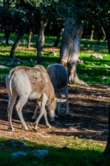 Addax.