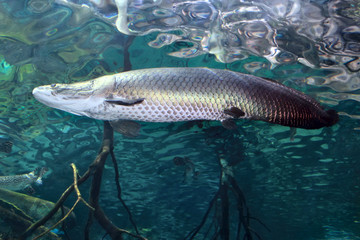 Arapaima (Sudis gigas), pirarucu. Wildlife animal.