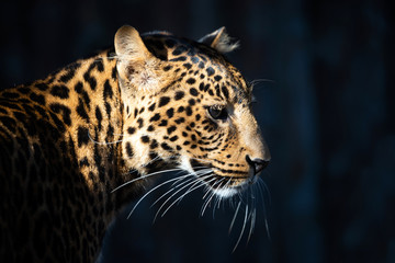 Close up portrait of leopard (Panthera pardus)