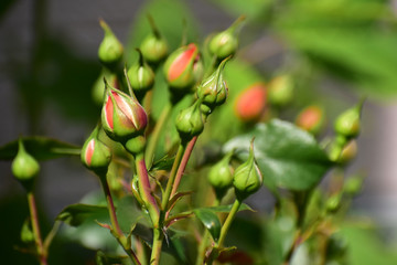 たくさんついたオレンジのバラの蕾