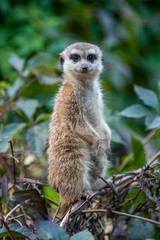 Close up surricate meerkats standing