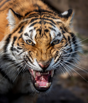 Angry Tiger Images – Browse 32,948 Stock Photos, Vectors, and Video | Adobe  Stock