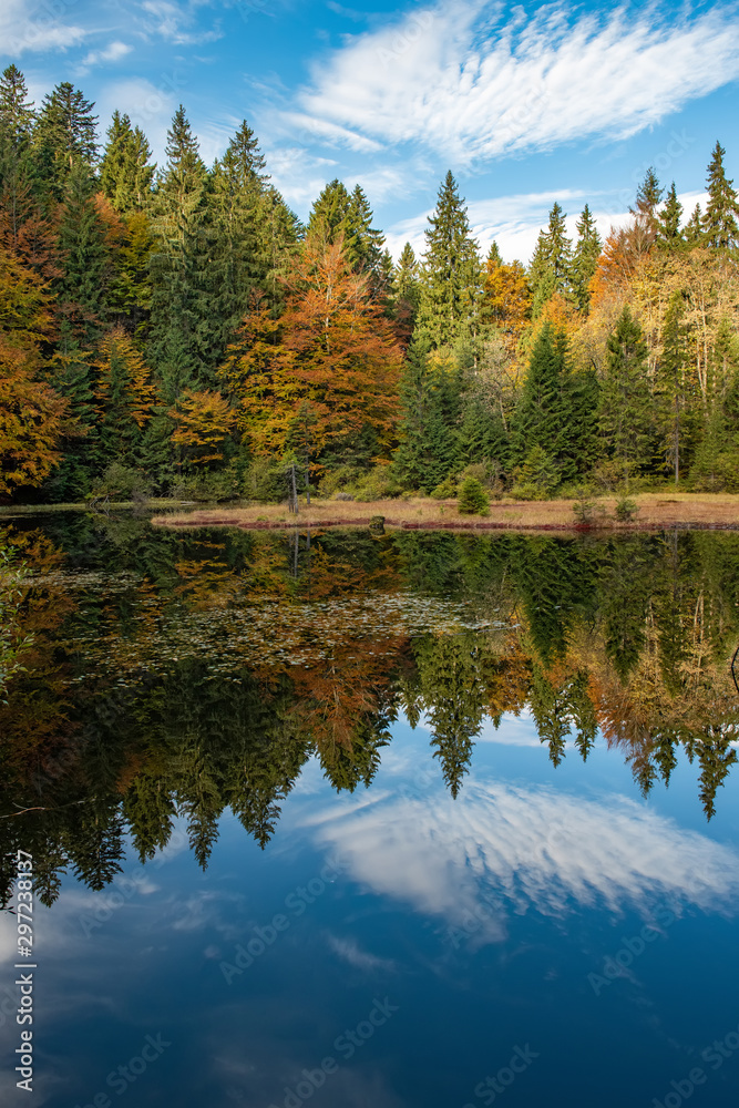 Poster Forest lake in autumn colorful foliage