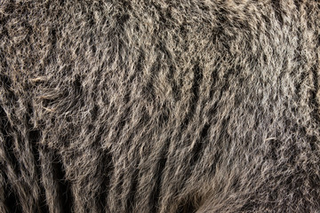 Close real brown bear fur texture