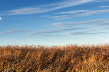 Tall dry grass sway in the wind on sky background