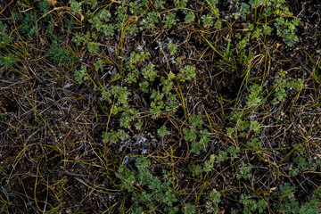 Texture of withered grass. Lifeless background image. Siberian soil. Macro photo