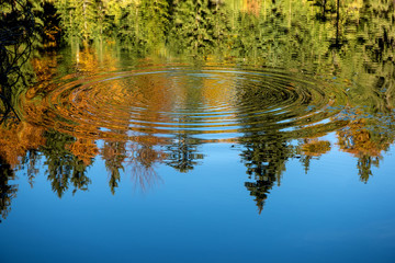 Reflection of the autumn forest in the mirror of the lake