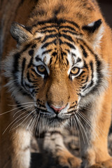 Fototapeta na wymiar Close up view portrait of a Siberian tiger