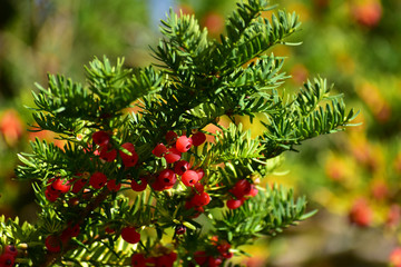 朝日を受けるオンコの実