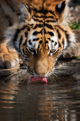 Tiger male drinking water
