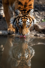 Tiger male drinking water