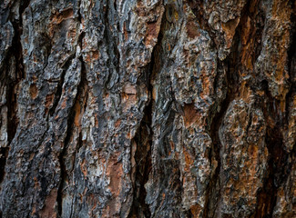 The texture of the bark of a tree. Background image of macro photo of bark with mold