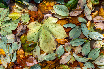 Autumn leaves in puddle water
