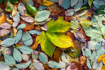 Autumn leaves in puddle water