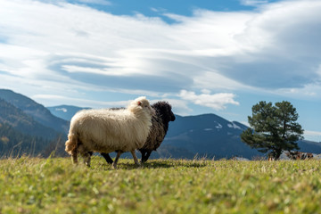 Obraz premium Sheep on pasture in mountains