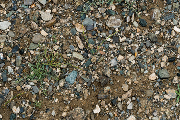The texture of fine stone on the ground with grass and flowers. Background Image Macro Photography