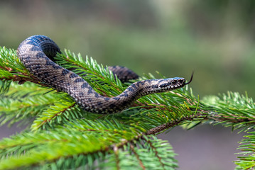 Vipera berus poisonous viper in summer on branch the of tree