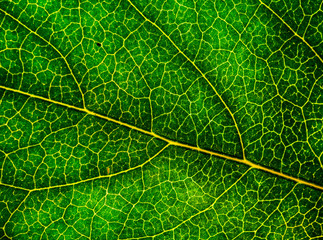 Background image of a leaf of a tree close up. A green leaf of a tree is a big magnification. Macro shooting.