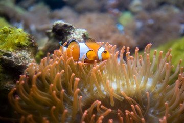 Clown Anemonefish, Amphiprion percula, swimming among the tentacles