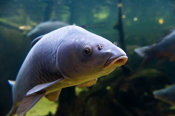 Freshwater fish carp (Cyprinus carpio) in the pond