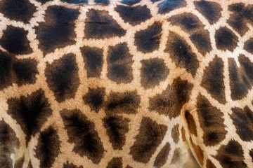Closeup of a giraffe skin pattern