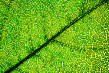Background image of a leaf of a tree close up. A green leaf of a tree is a big magnification. Macro shooting.