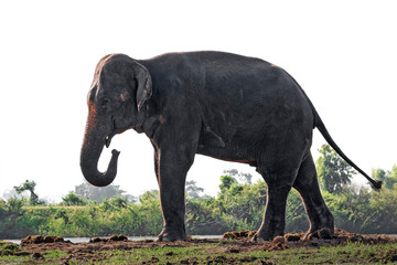 Asian elephants are standing and resting in the midst of nature.
