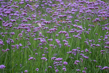 Background of purple (violet) flowers, bright flowers in a botanical garden, blue flowers in a summer time