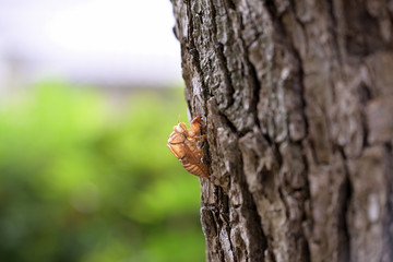 Cicada's shell, Hold on tree