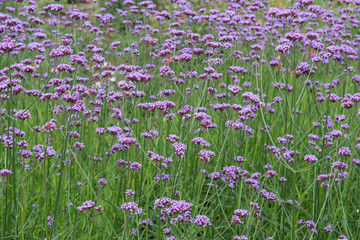 Background of purple (violet) flowers, bright flowers in a botanical garden, blue flowers in a summer time