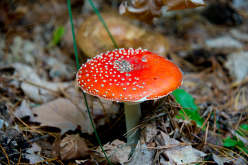 fly agaric (toadstool) waiting for mushroom pickers in brandenburg forest, near berlin, germany