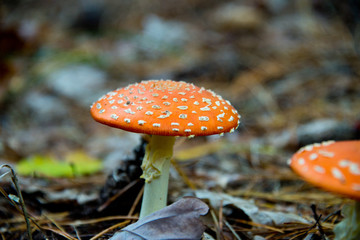 fly agaric (toadstool) waiting for mushroom pickers in brandenburg forest, near berlin, germany