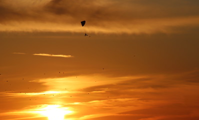 Birds flying at sunset