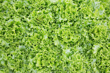 Colorful salad greens for cooking.