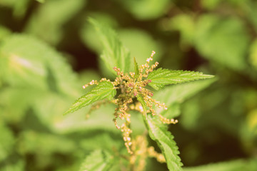 Nettle stalks in a summer garden close-up. Retro style toned