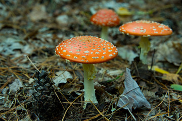 fly agaric (toadstool) waiting for mushroom pickers in brandenburg forest, near berlin, germany