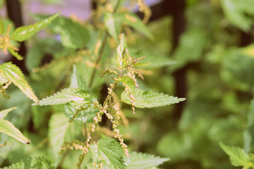Nettle stalks in a summer garden close-up. Retro style toned