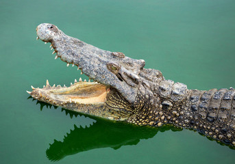 Freshwater crocodiles are open mouth in the water.