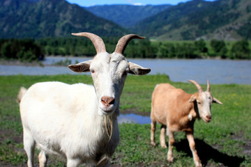 Goat portrait on a green summer meadow and mountains background