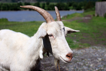 Obraz premium Goat portrait on a green summer meadow and village background