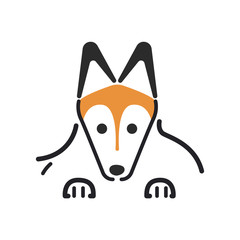 犬　ポーズ　表情　アップ　シェットランドシープドッグ