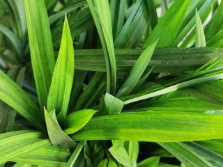 Obraz premium green leaf with water drops