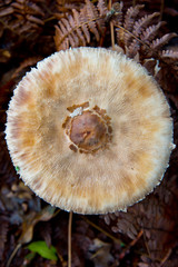 Macrolepiota excoriata mushroom waiting for mushroom pickers in autumnal brandenburg forest
