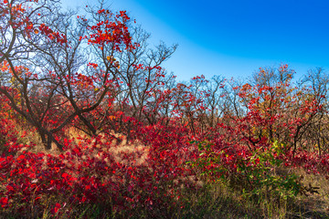 Fototapeta na wymiar Trees with bright red autumn leaves