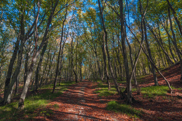 Colorful forest with crumbling dry leaves