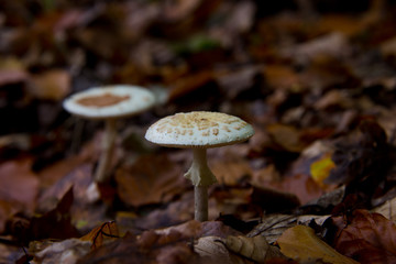 parasol mushrooms (Macrolepiota procera) waiting for mushroom pickers in autumnal brandenburg forest, germany